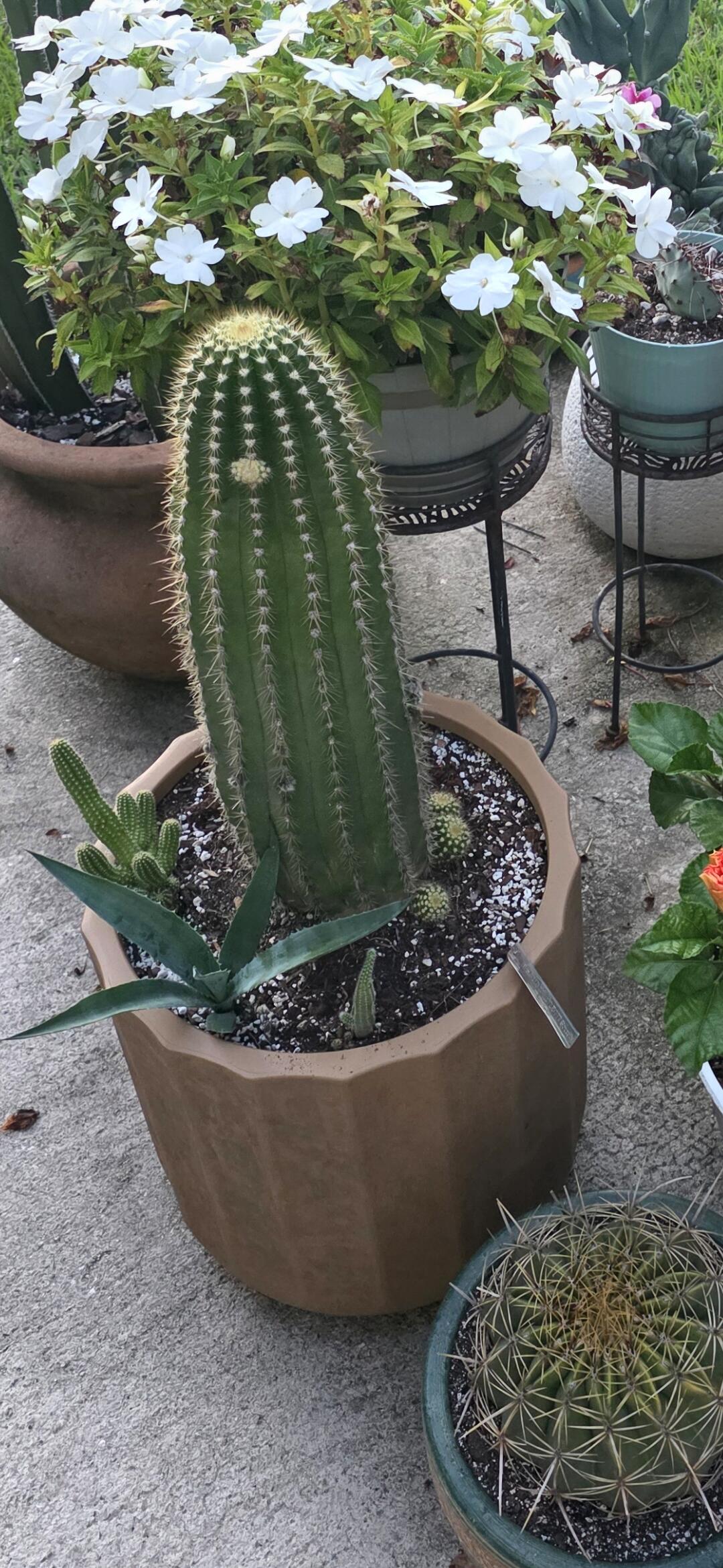 San Pedro Cactus for Sale Trichocereus - #EC197 EXACT Giant