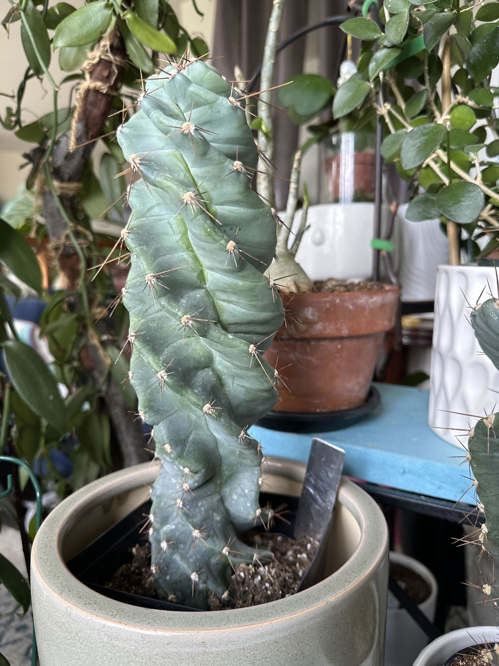 San Pedro Cactus for Sale Trichocereus - #EC316 EXACT Trichocereus