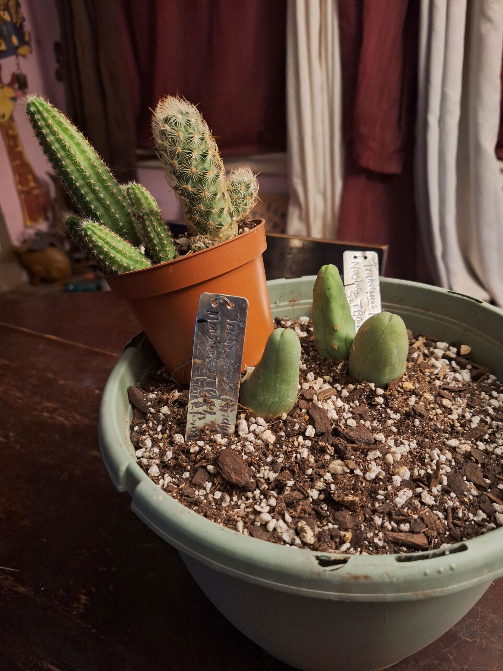 Peruvianus - 