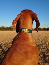 vizsla joali review photo