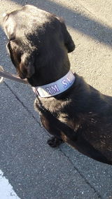 SYD-LAB review photo