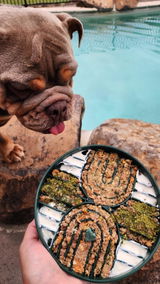 Lyla the Bulldog review photo