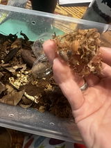 Copets review photo