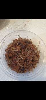 Jack Hoesli review photo