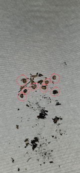 Jack Hoesli review photo