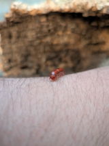 O'Dromedary Bombast review photo