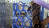 Elizard review photo
