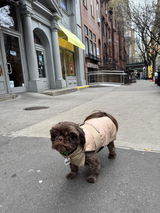 Snev (Mother of Barack, Shih Tzu, 12lbs, age 5yr) review photo