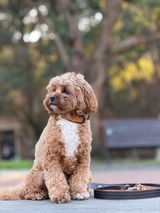 Cooper Alexander review photo