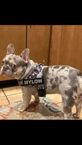 Mylow review photo
