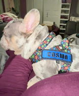 Dog mom to Cosmo review photo