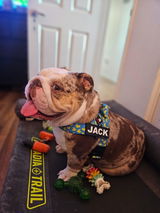 _jack.the.bulldog_ review photo
