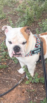 Mash review photo