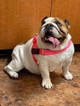 Lyric Rudolph review photo