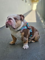 _jack.the.bulldog_ review photo