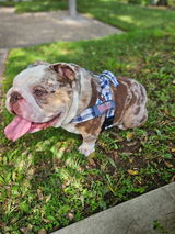 _jack.the.bulldog_ review photo