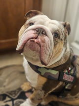 _jack.the.bulldog_ review photo