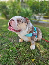 _jack.the.bulldog_ review photo