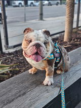 _jack.the.bulldog_ review photo