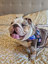 _jack.the.bulldog_ review photo