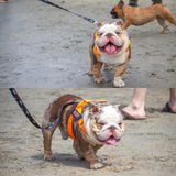 _jack.the.bulldog_ review photo