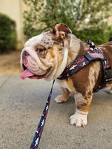 _jack.the.bulldog_ review photo