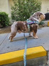 _jack.the.bulldog_ review photo