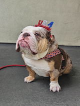 _jack.the.bulldog_ review photo