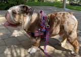 _jack.the.bulldog_ review photo