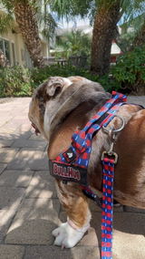 _jack.the.bulldog_ review photo
