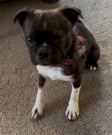 Bugsy’s mom review photo