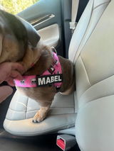 Marvelous Miss Mabel review photo