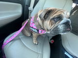 Marvelous Miss Mabel review photo