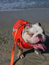 _jack.the.bulldog_ review photo