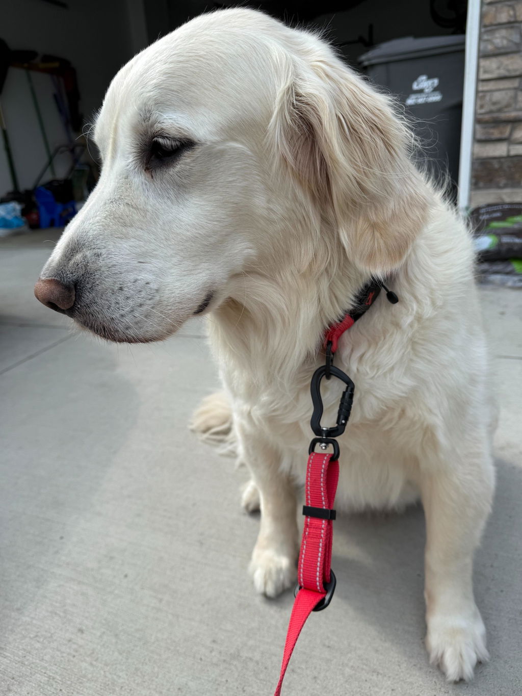 Hero Collar™ - Patented No-Pinch Buckle