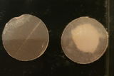 Verified Buyer review photo