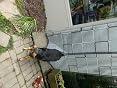 Verified Buyer review photo