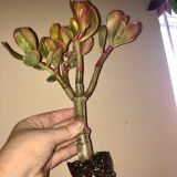 Olivia L review photo