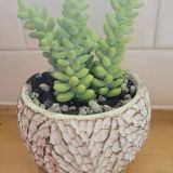 beachsuzanne review photo