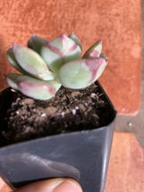 KAORI HOSOI review photo