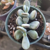 filadog review photo