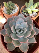 Lucia Zou review photo