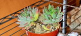 Wendy Stephany review photo