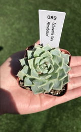 Reyna Carrera review photo