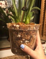 Searcher Zamora review photo