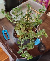 Leslie M Ironfield review photo