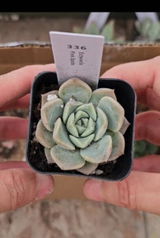 Veronica Fallas review photo
