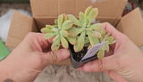 Veronica Fallas review photo