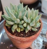Leslie M Ironfield review photo