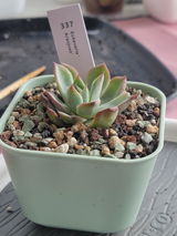 Zoila. review photo